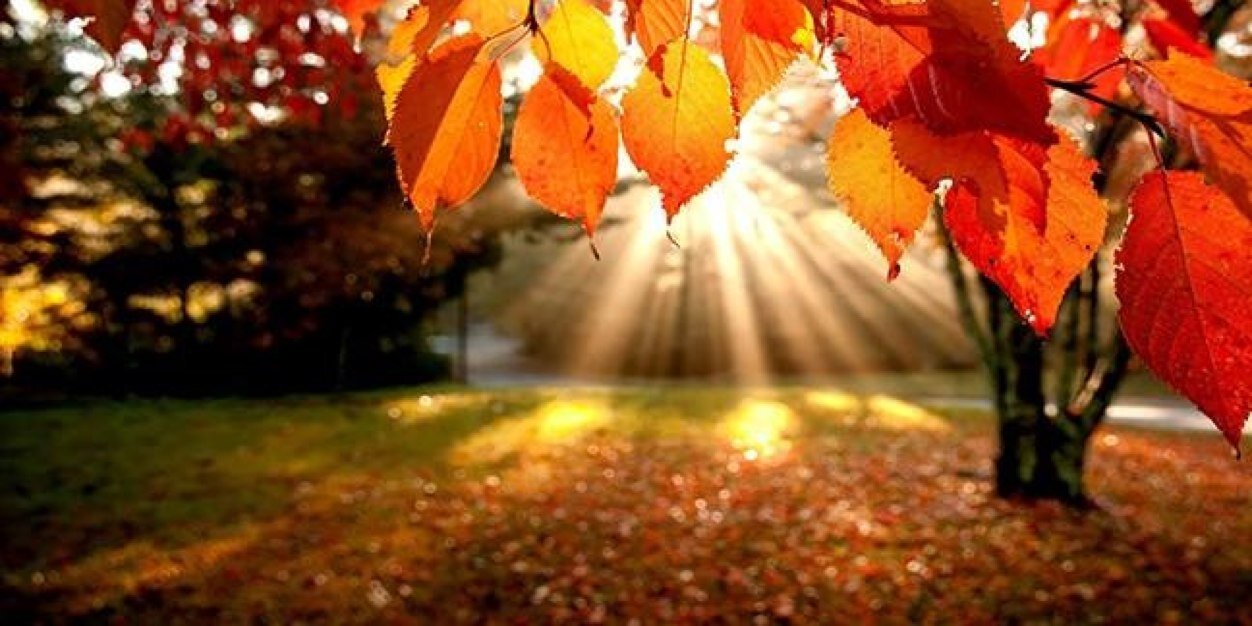 ✌️Teresa Miller❤️π² banner