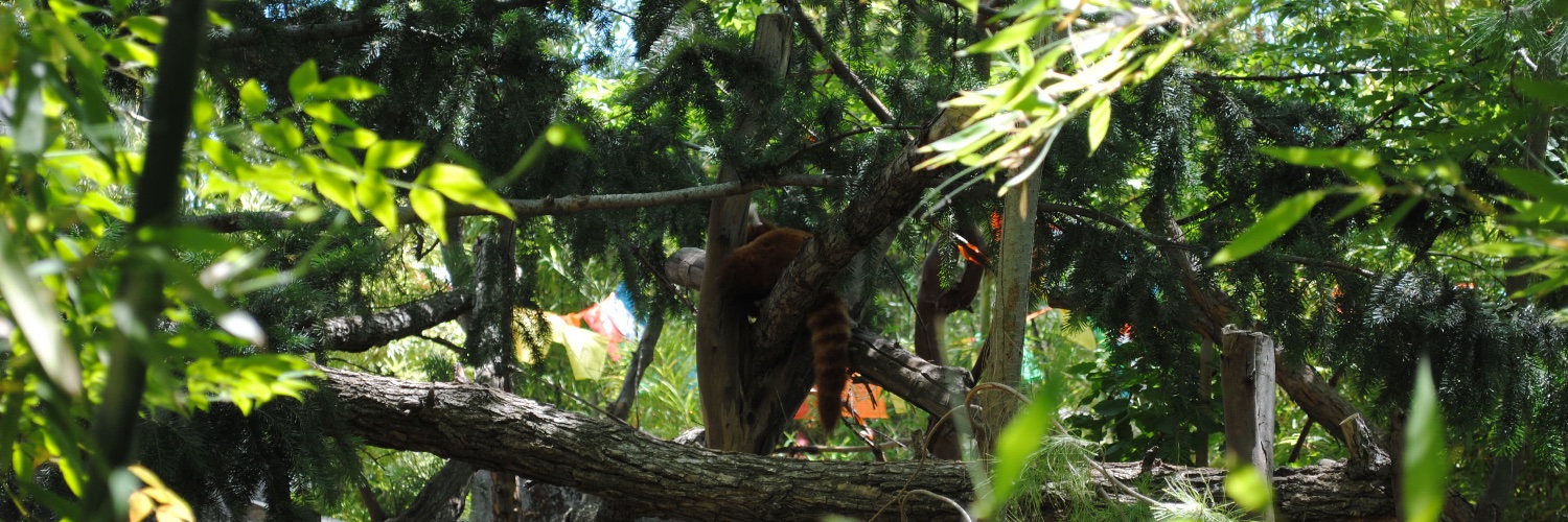 Cassie Soliday banner