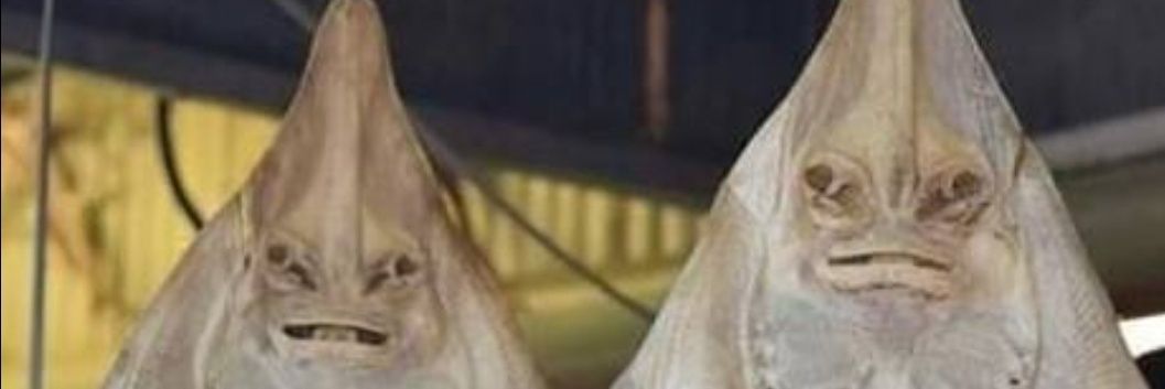 Sumpahan Ikan Pari banner