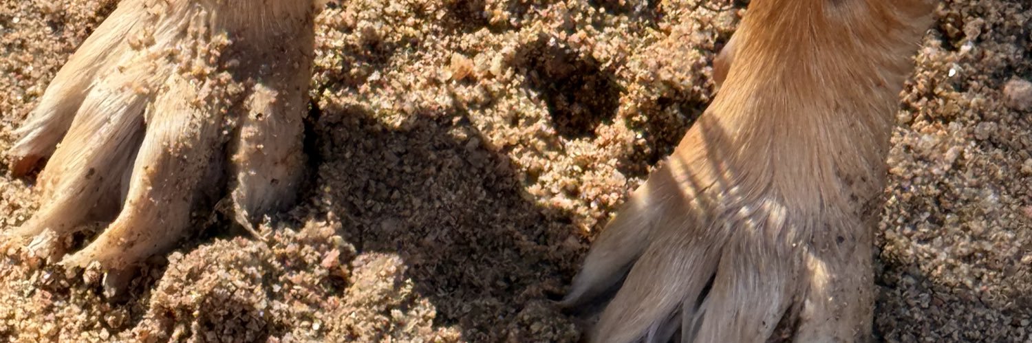 antulalaro's profile banner image