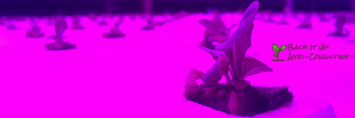 Steph 白慧瓊 (she/her) banner