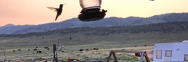 AletaWest's profile banner image