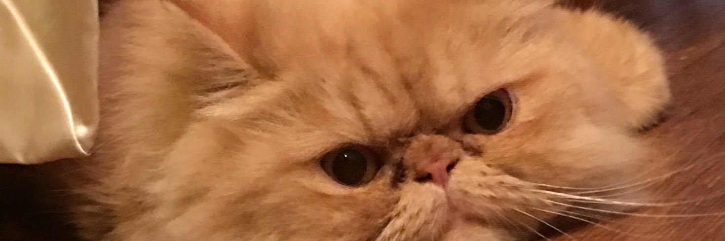 JethroKitty 🧡💜Cleo Love 🌈RIP banner