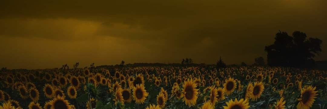 Fernando 🍂 banner