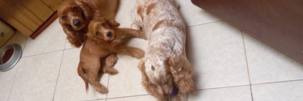 avc_1412 Profile Banner