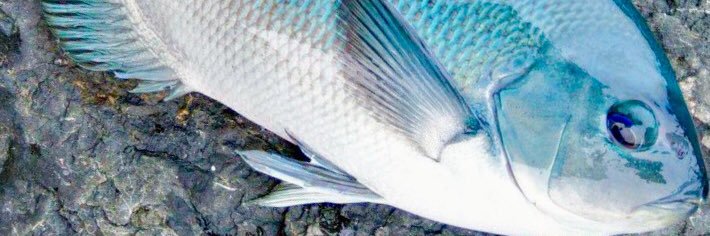 reddragon7🐟 banner