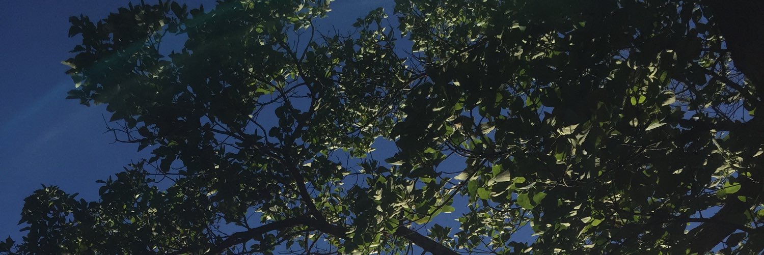 pebae_the_frog's profile banner image