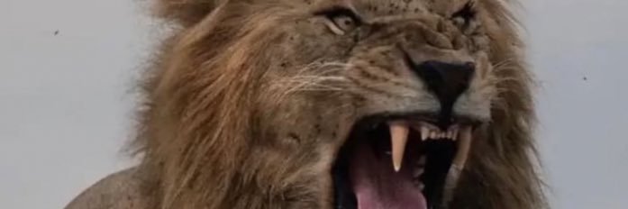 الليث النخبوي 🤍 banner