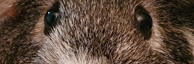 Ariendo1000's profile banner image