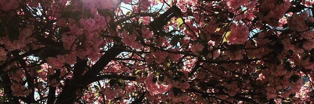 renate_gullet's profile banner image