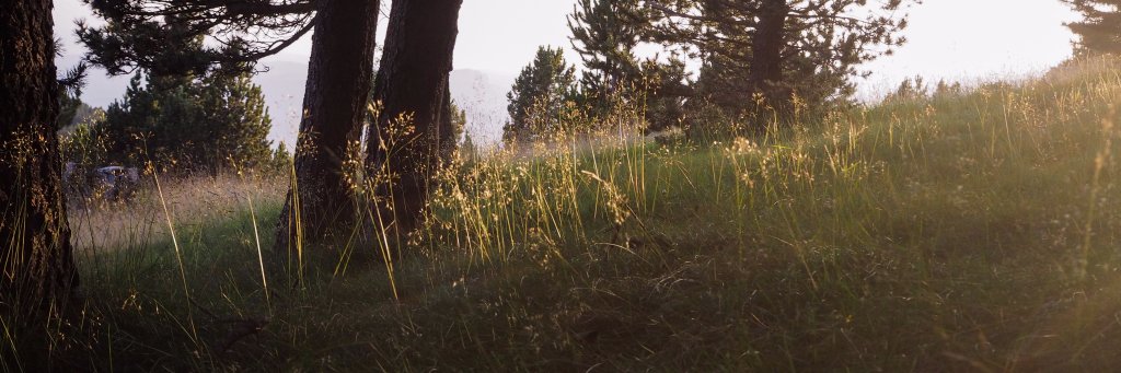 Nitxa's profile banner image