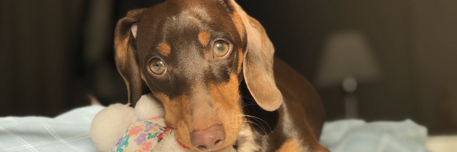 EmiiFritz's profile banner image