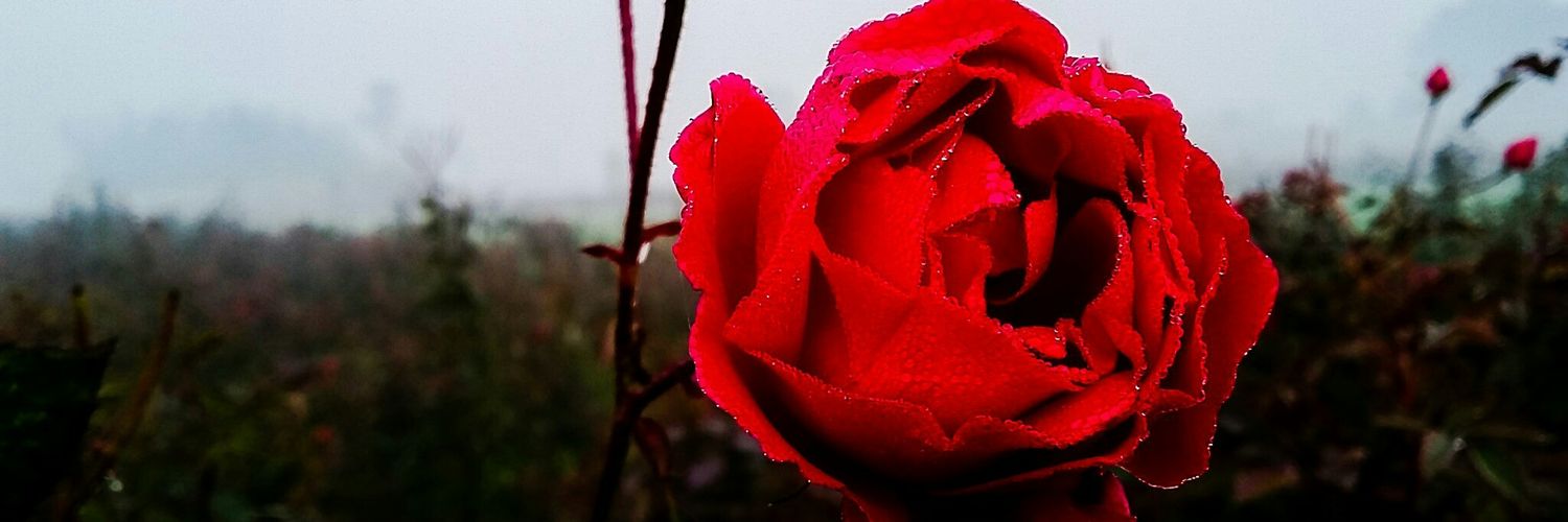 Shandigull's profile banner image