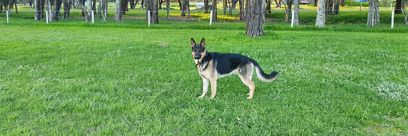 Dylan Llewellyn banner