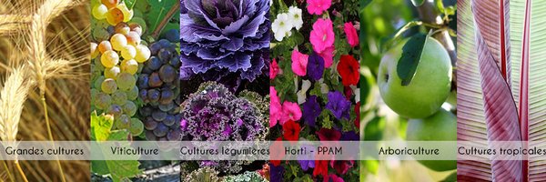 ecophytopic Profile Banner