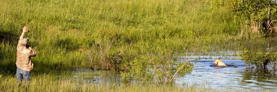 StraightDownDuckDogs banner