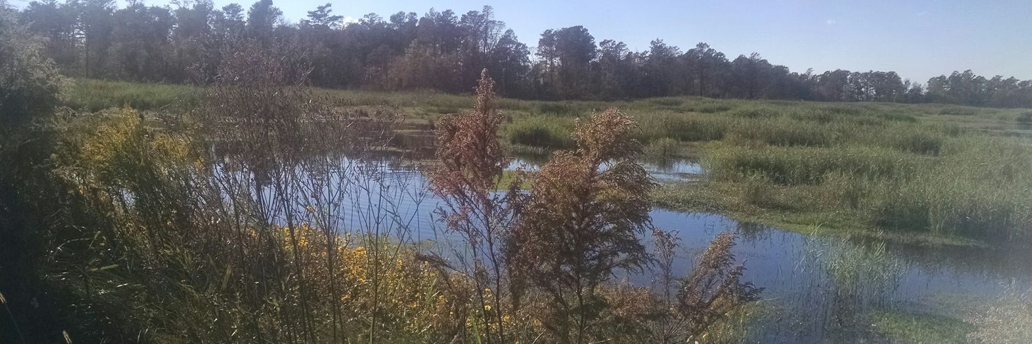 mad4microcystis's profile banner image