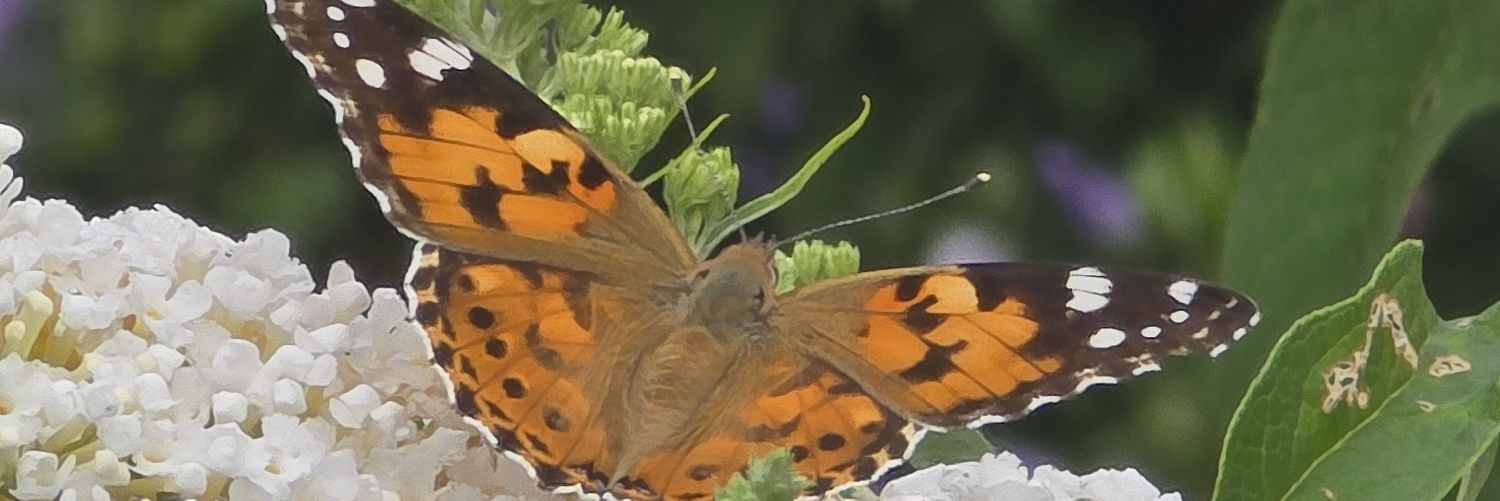 Natur-Biene banner