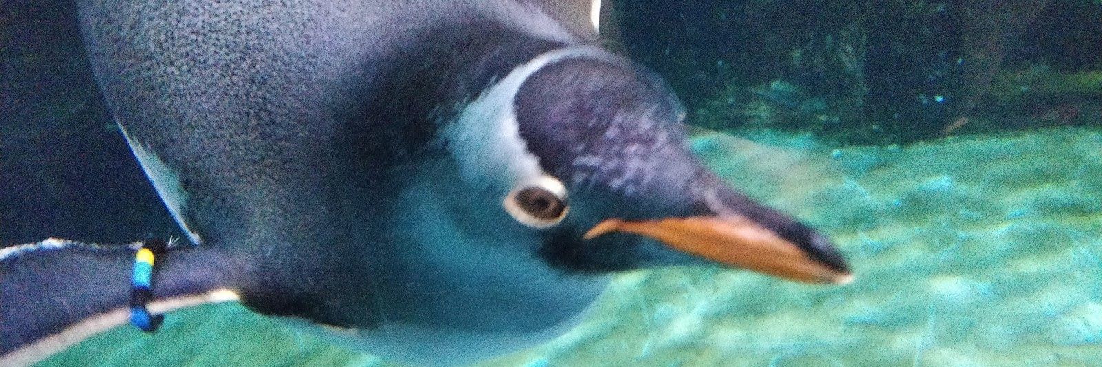 Thies Müller | @td00@chaos.social banner