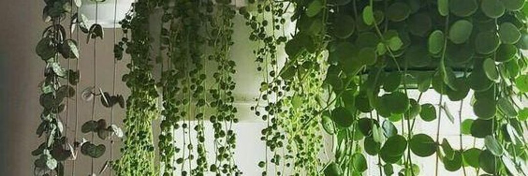 aguacatitorosa's profile banner image