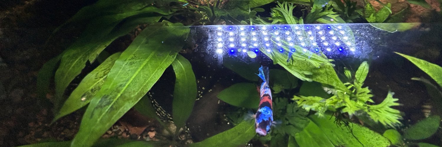 atlas ! 🔜 FWA (??) banner