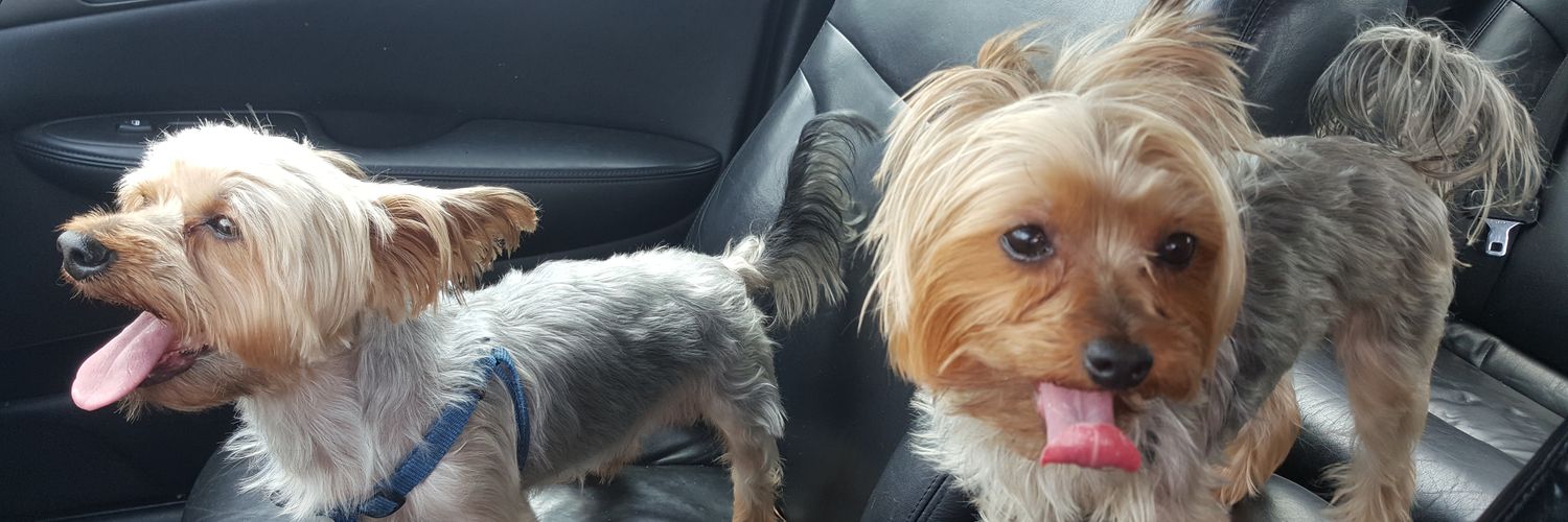 Yorkie_Barbie's profile banner image