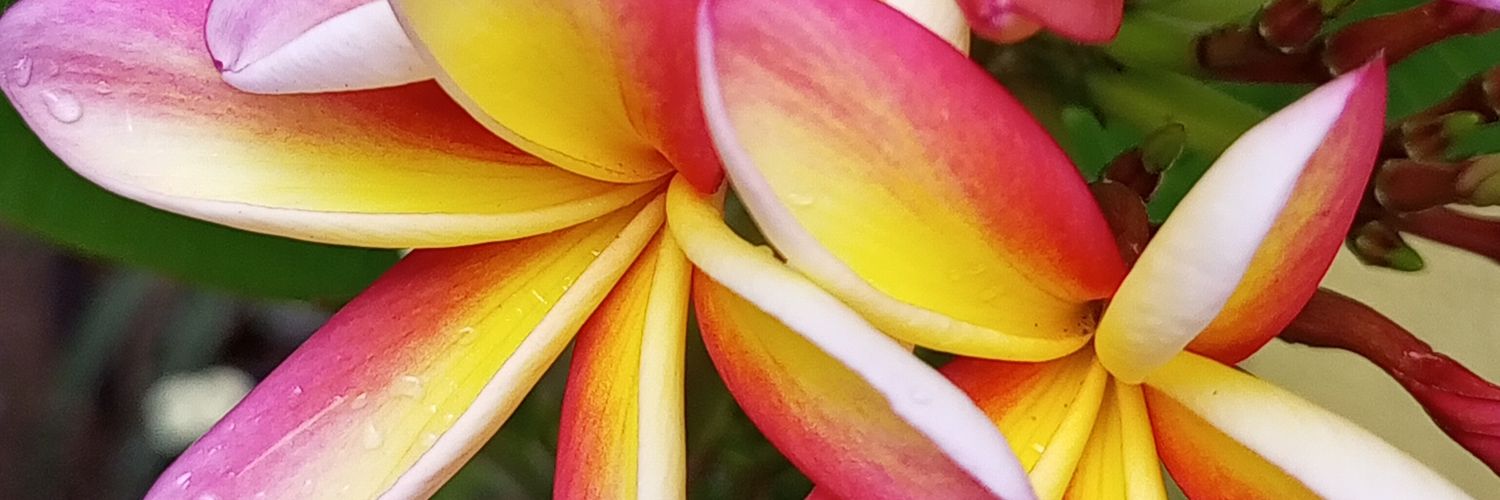 FariaElena's profile banner image