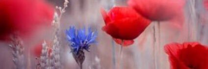 idilkesten's profile banner image