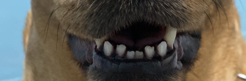 Araluna_3's profile banner image