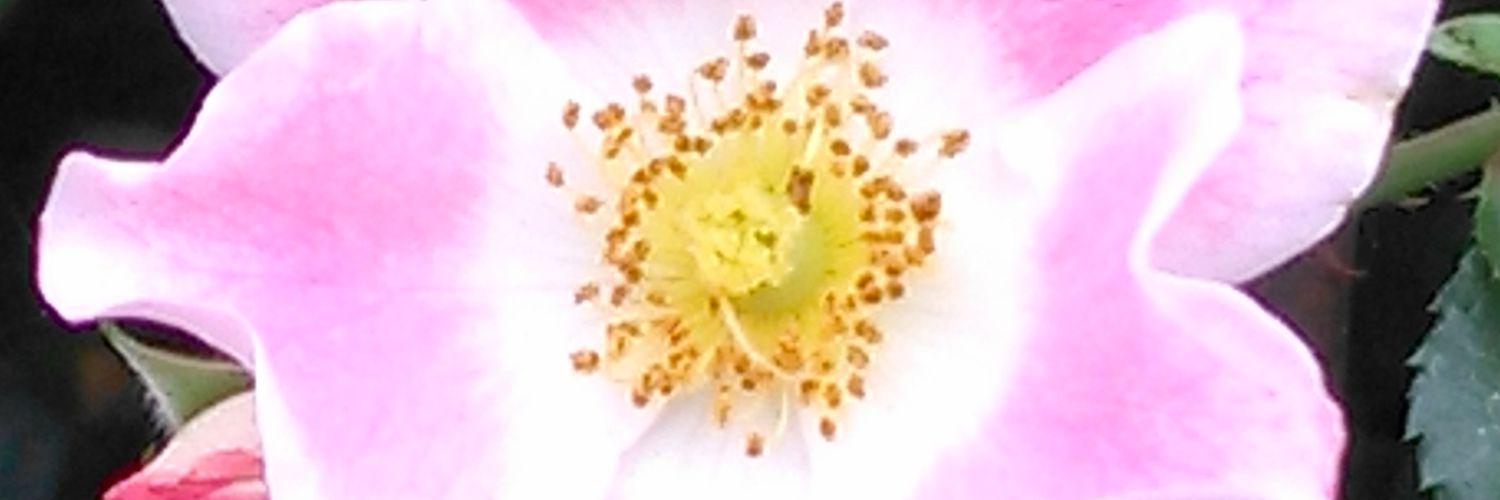 SmithMsjoymoon's profile banner image