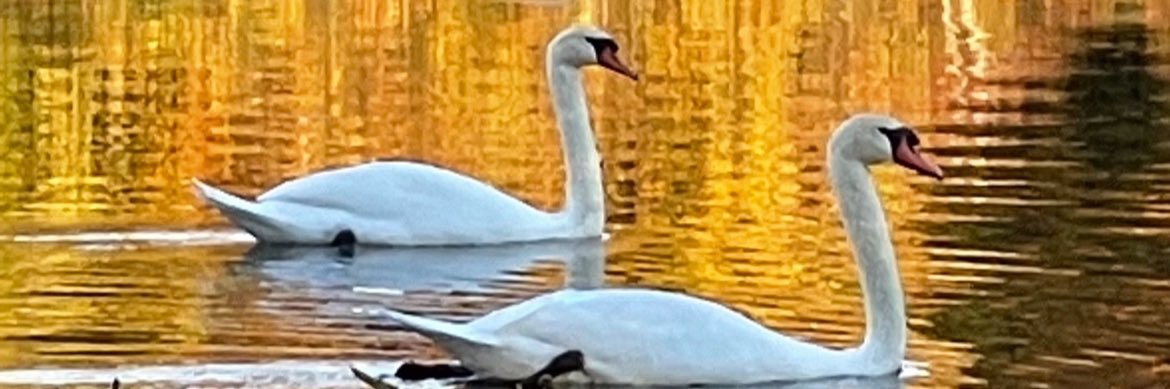 Glass Half Empty Girlie banner