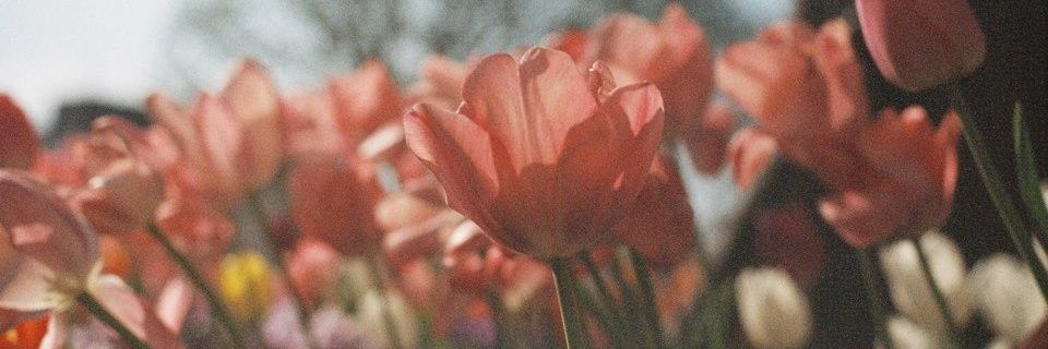 mary 💜 svt ✨️ banner