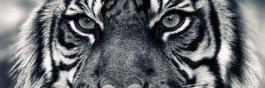 handolita's profile banner image