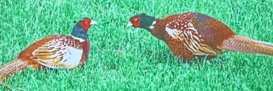 Esoteric Sneedist banner