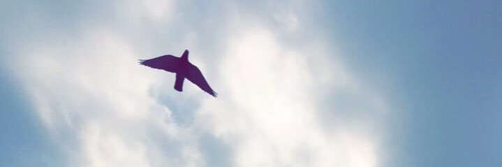 HBS banner