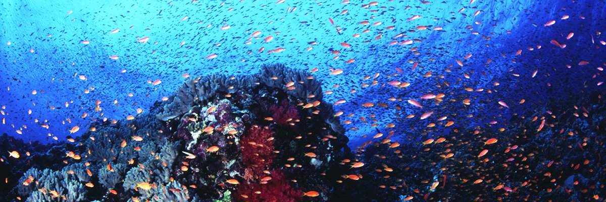 NuguesMaggy's profile banner image