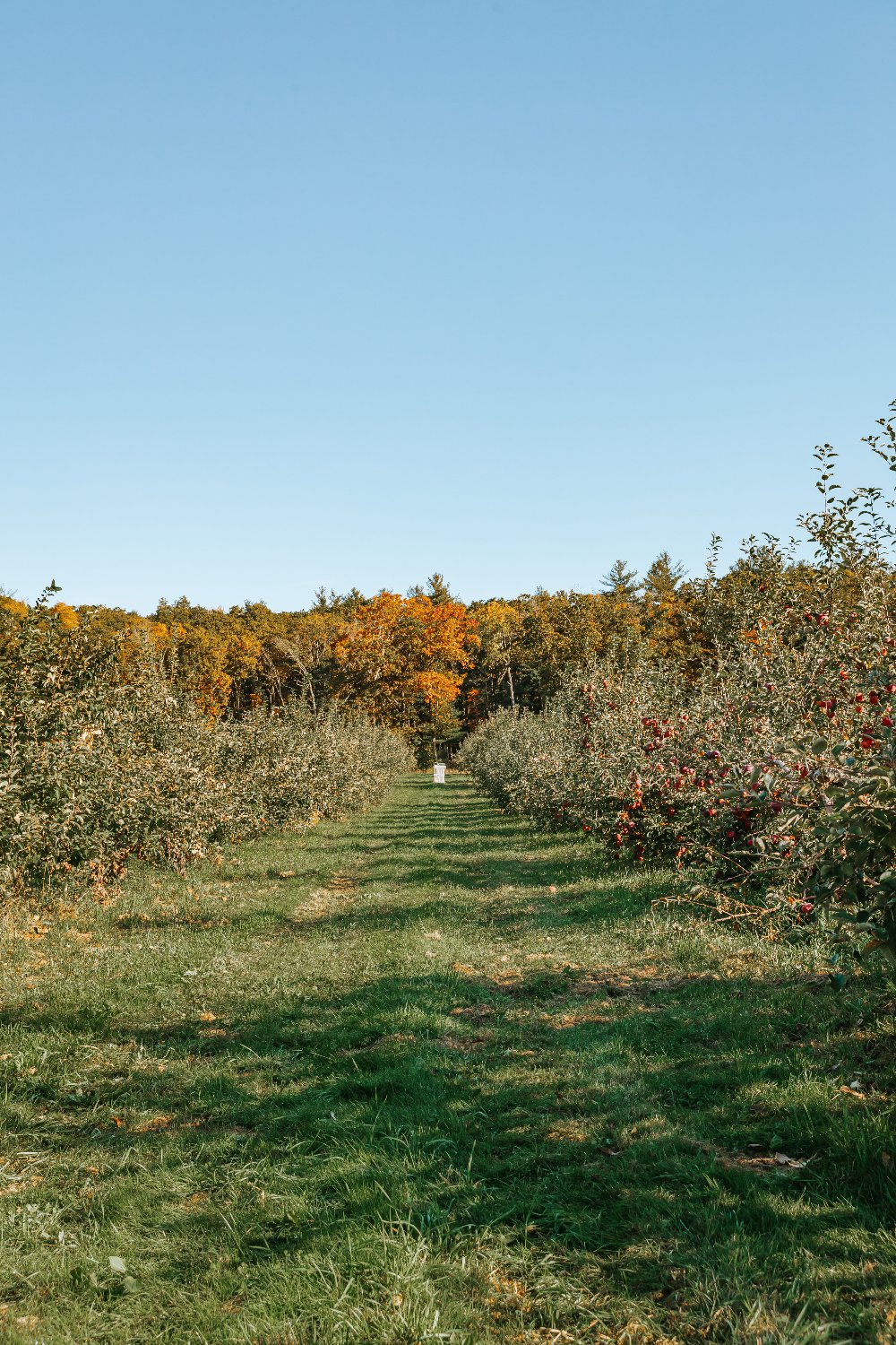 Community Harvest banner
