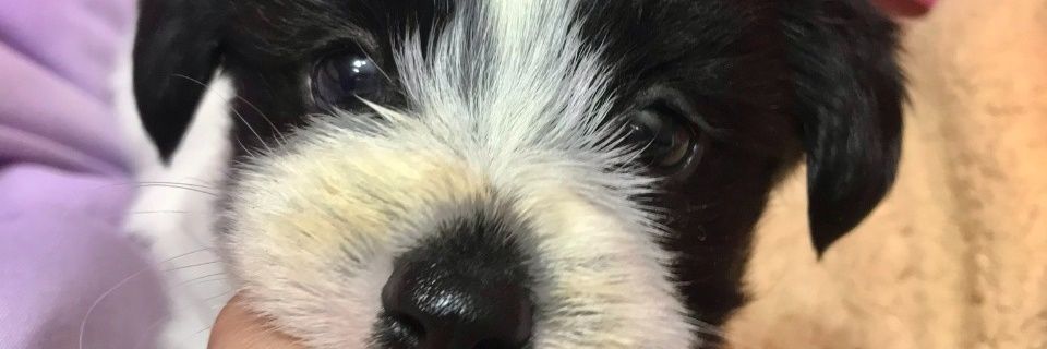 Ferreyraflo_'s profile banner image