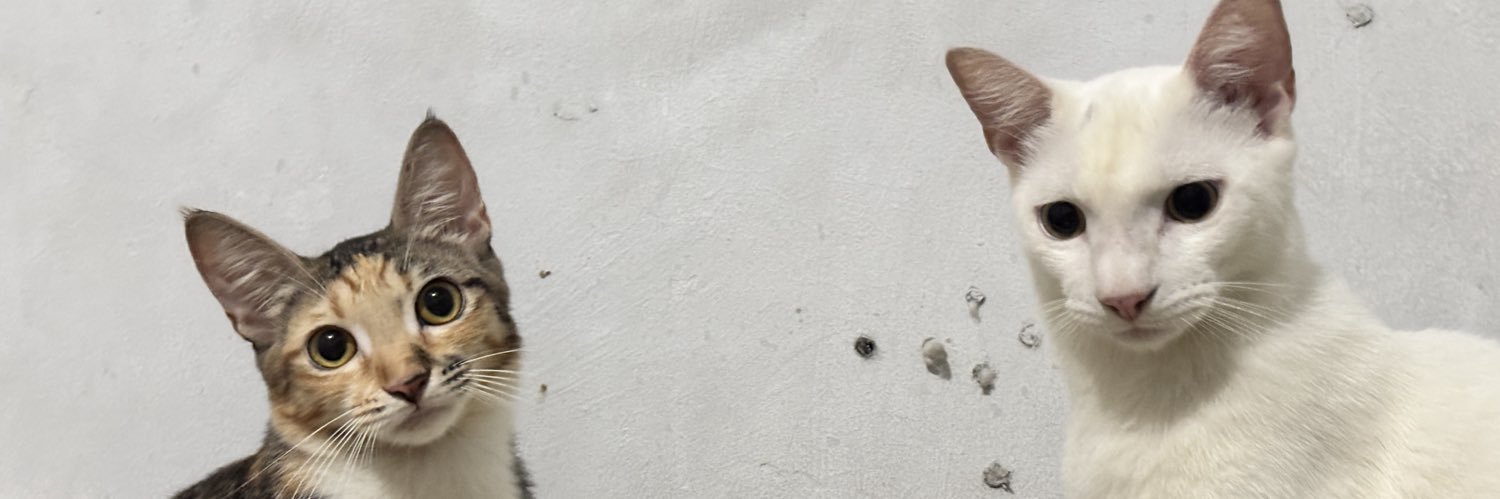 D I M banner