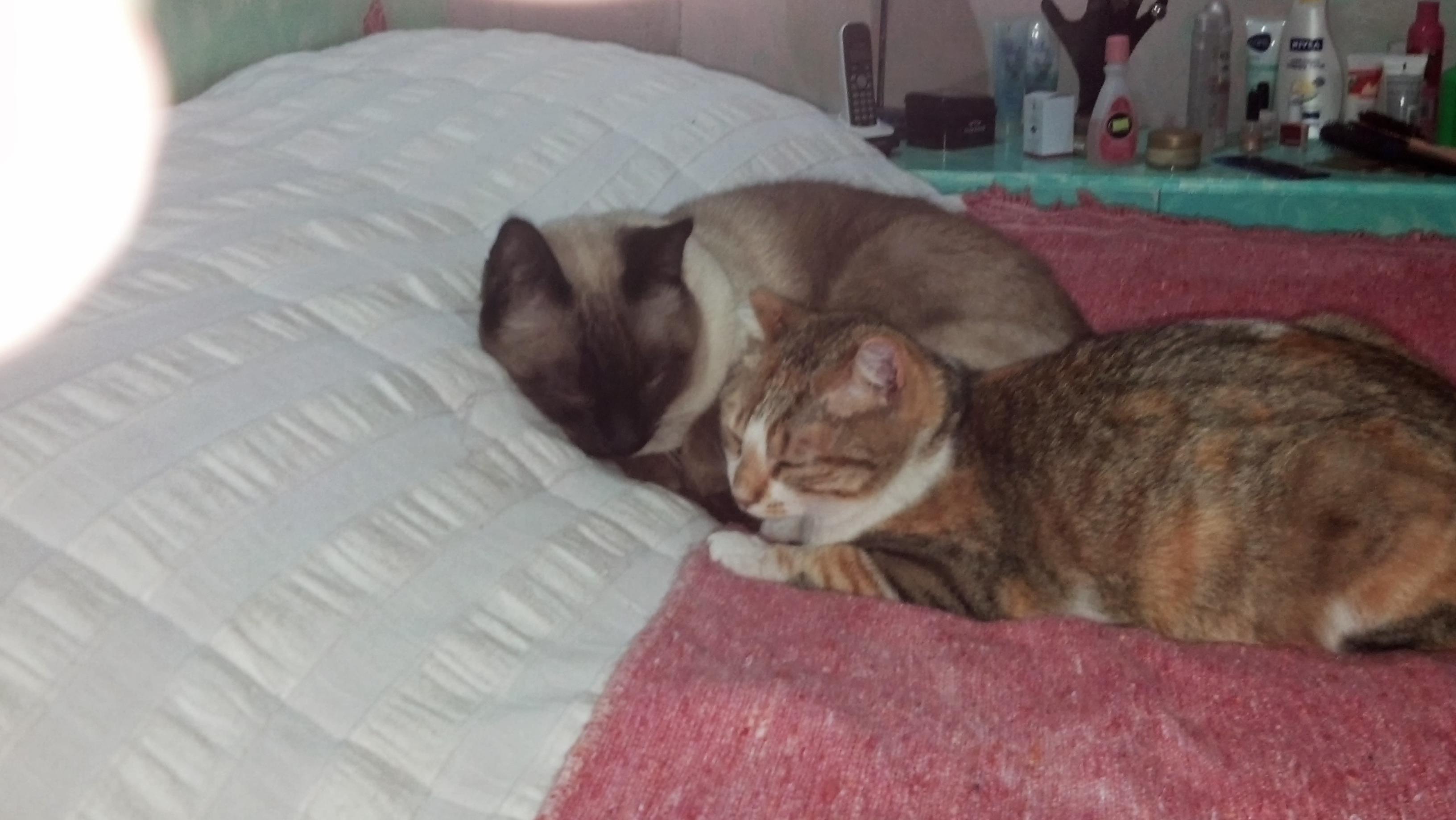 Marcela Barrera banner