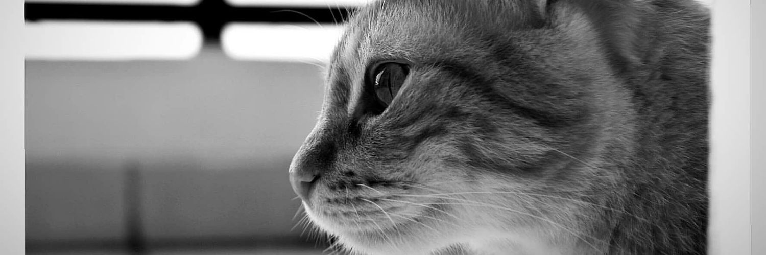 Gerymartina's profile banner image