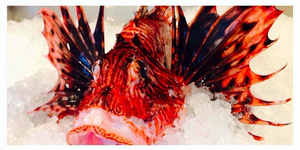 FishFishMiami's profile banner image