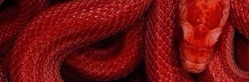 joc 🌸 banner
