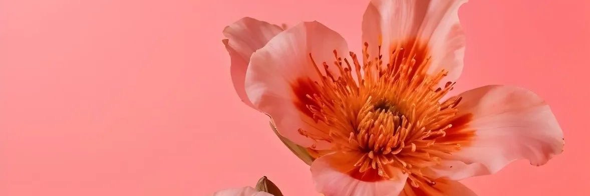 _RedCurls_'s profile banner image