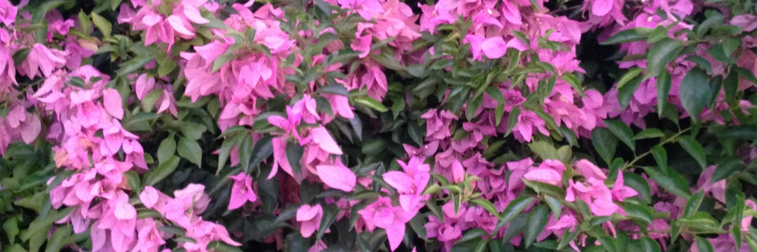 LuanneHisle's profile banner image