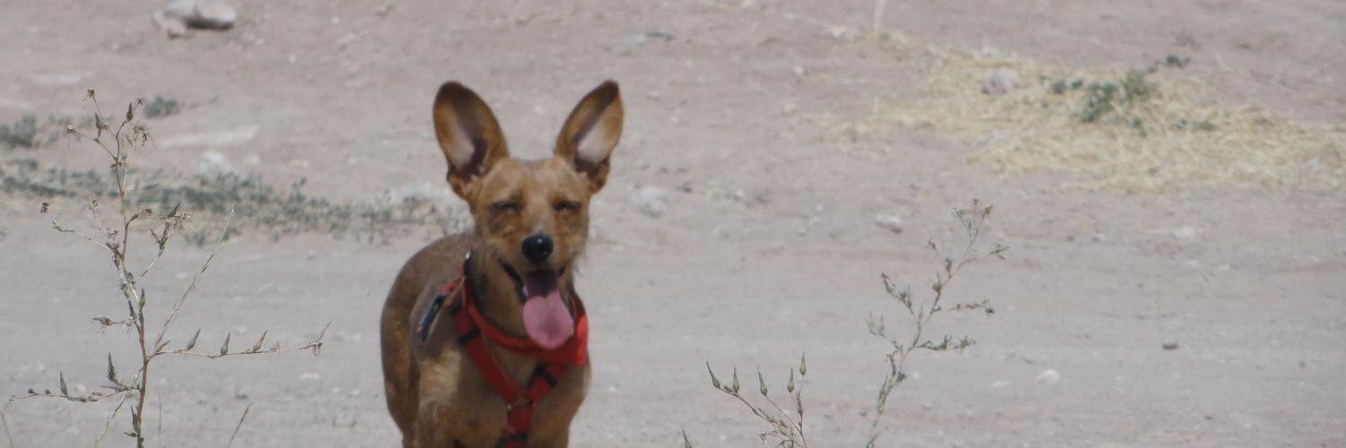 ricardilloo's profile banner image