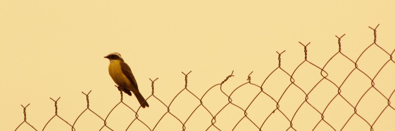 prehu's profile banner image