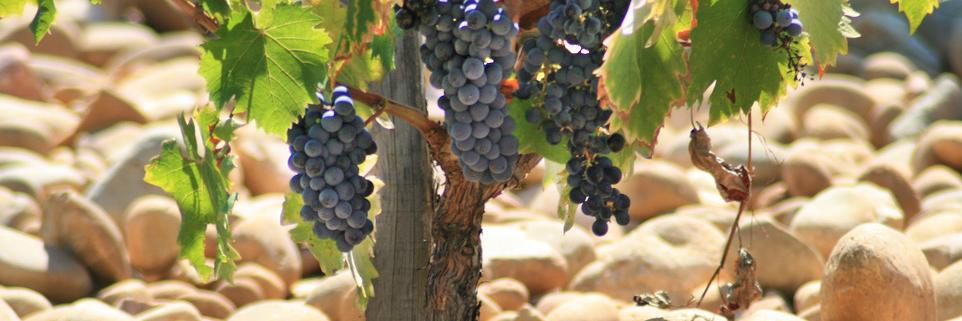 Vineyarding's profile banner image