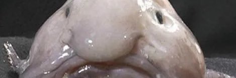 gusi banner