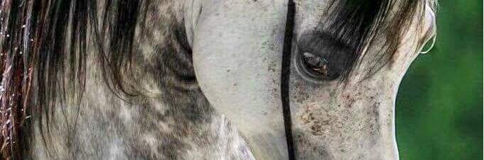 elwafee's profile banner image